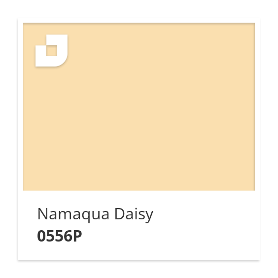 Namaqua Daisy